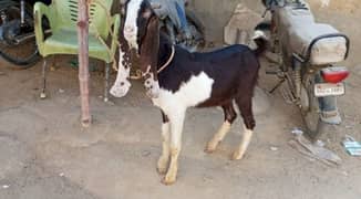 bakra for sale