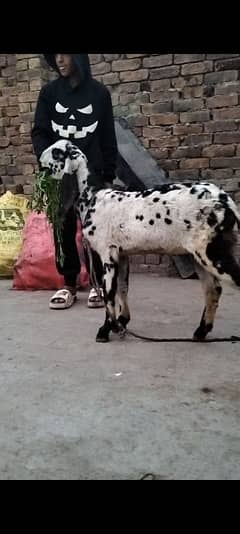 bakra