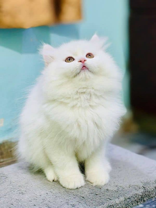 persian cats and kittens for sale wtsapp (0307/710/92/69) 4