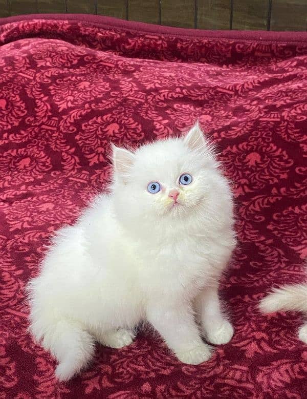 persian cats and kittens for sale wtsapp (0307/710/92/69) 5