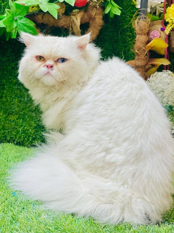 persian cats and kittens for sale wtsapp (0307/710/92/69) 8