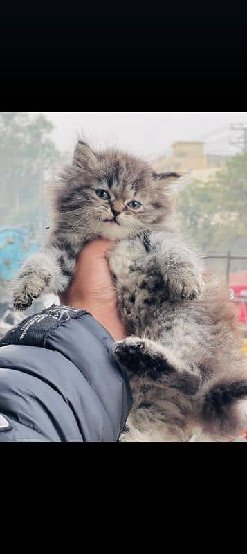 persian cats and kittens for sale wtsapp (0307/710/92/69) 10