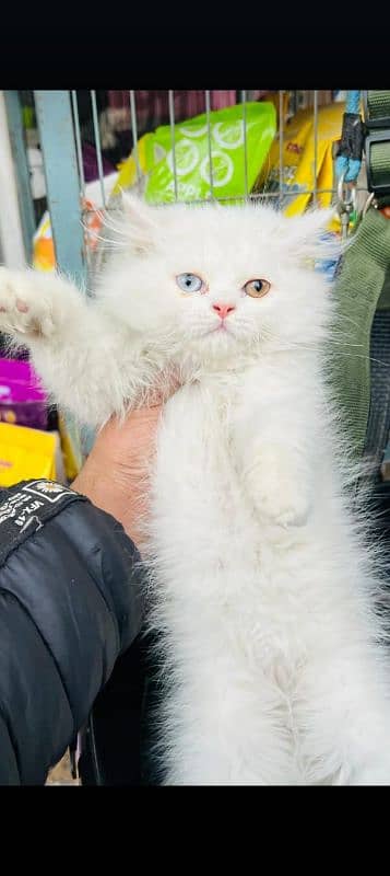 persian cats and kittens for sale wtsapp (0307/710/92/69) 11