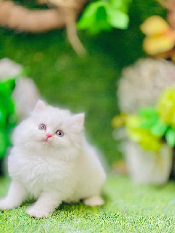 persian cats and kittens for sale wtsapp (0307/710/92/69) 14