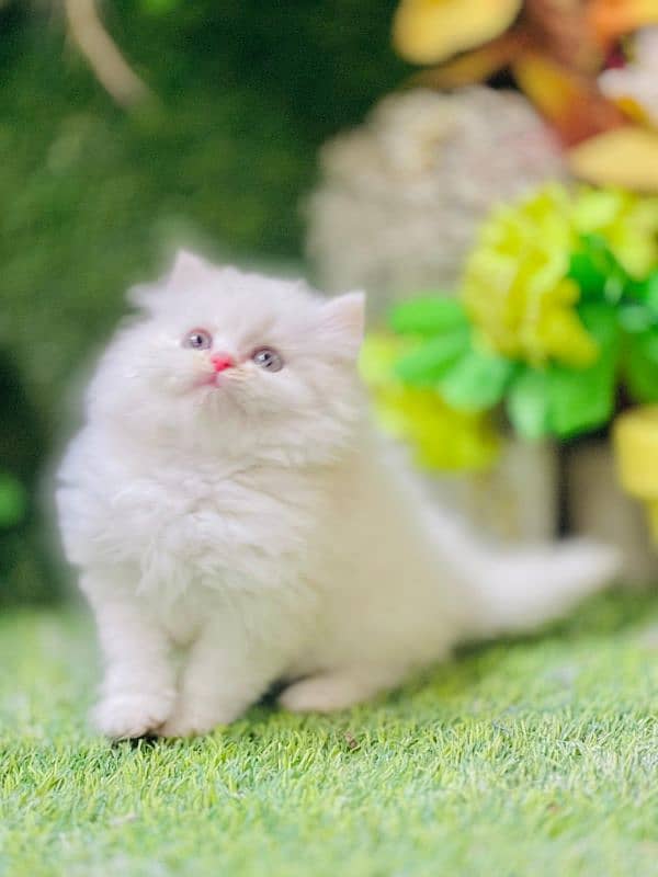 persian cats and kittens for sale wtsapp (0307/710/92/69) 15