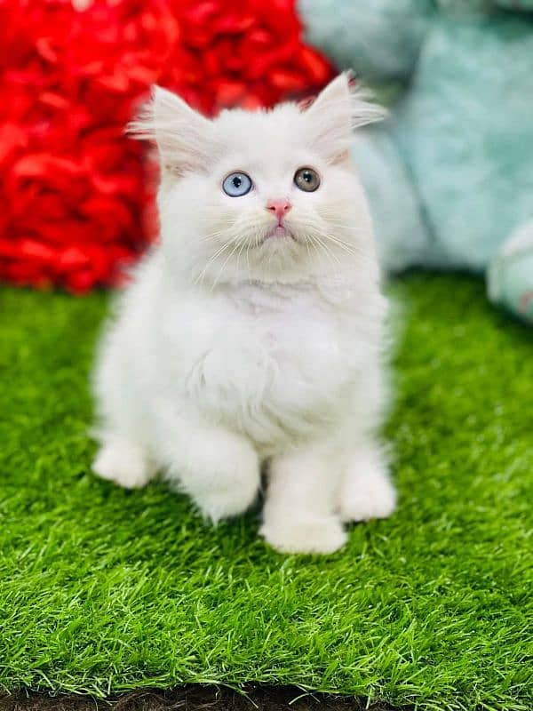 persian cats and kittens for sale wtsapp (0307/710/92/69) 16