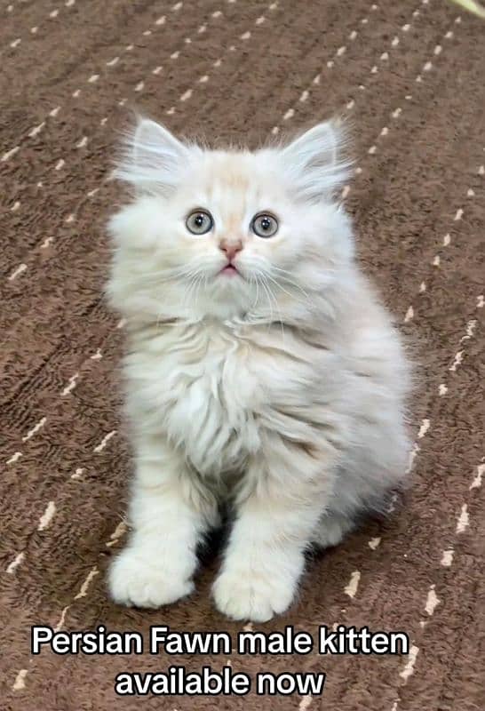 persian cats and kittens for sale wtsapp (0307/710/92/69) 17