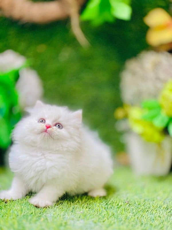 persian cats and kittens for sale wtsapp (0307/710/92/69) 18