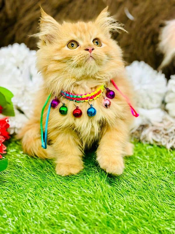 persian cats and kittens for sale wtsapp (0307/710/92/69) 19