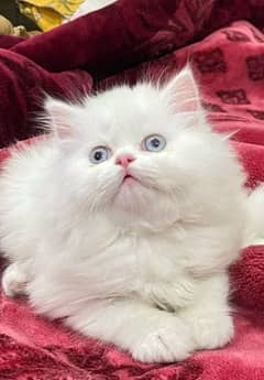 Persians Kitten For sale Only contact whatup number 03292450497