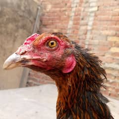 Egg laying dogli aseel murgi available 03350661457