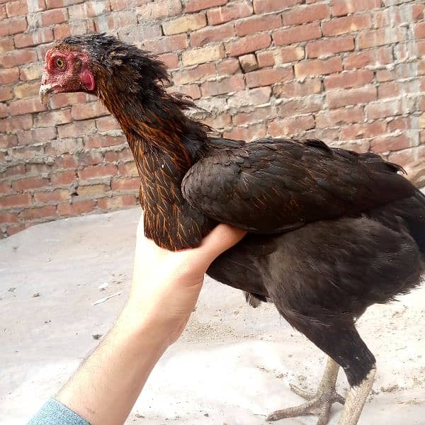 Egg laying dogli aseel murgi available 03350661457 2