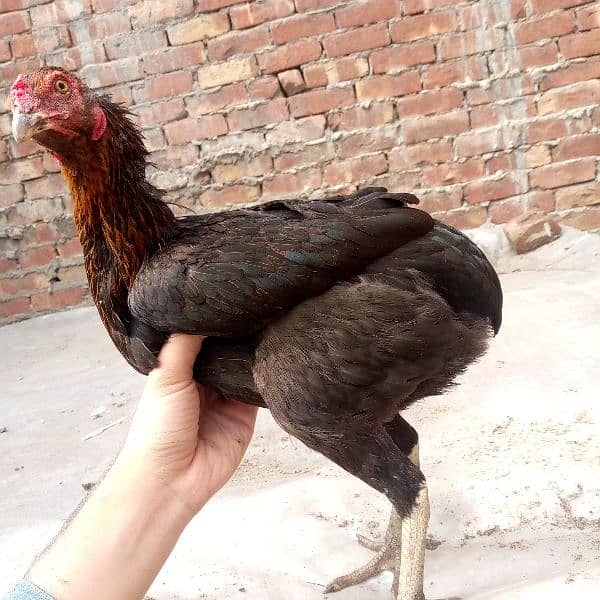 Egg laying dogli aseel murgi available 03350661457 3