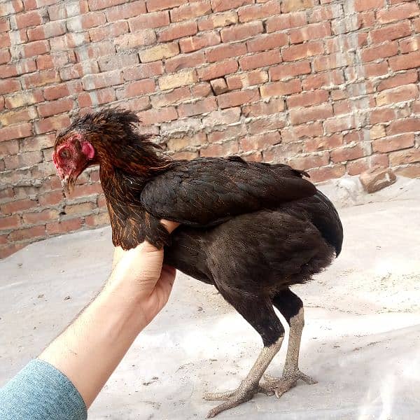 Egg laying dogli aseel murgi available 03350661457 4