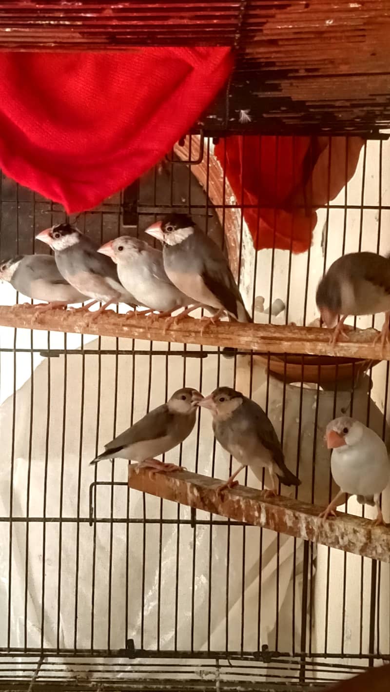 Lovebird Love Birds Breeder with chicks, Java, Finches 2