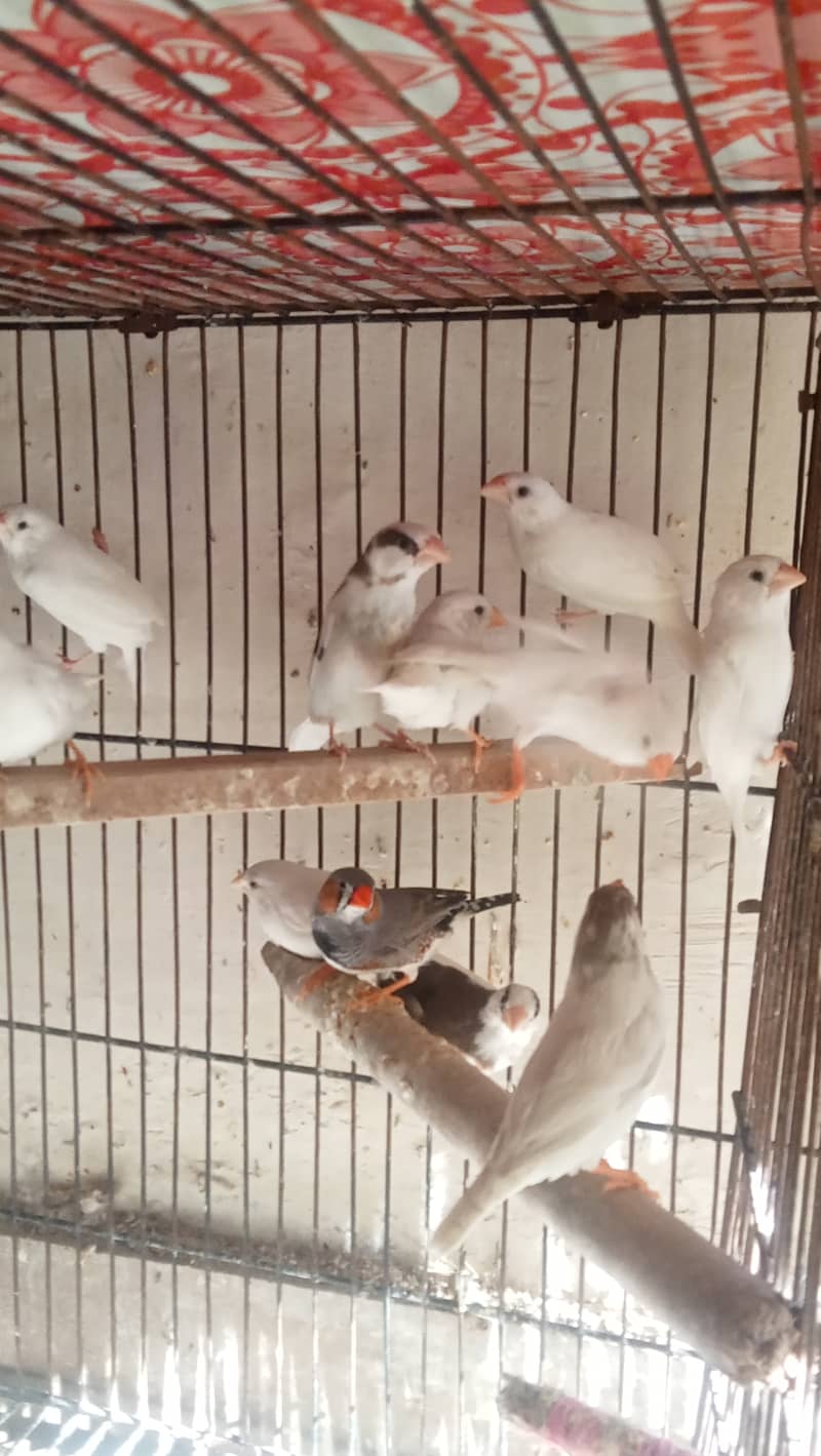 Lovebird Love Birds Breeder with chicks, Java, Finches 3