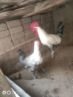 Fumi hen Pair for sale