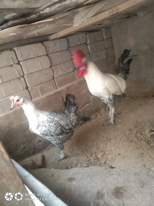 Fumi hen Pair for sale 1