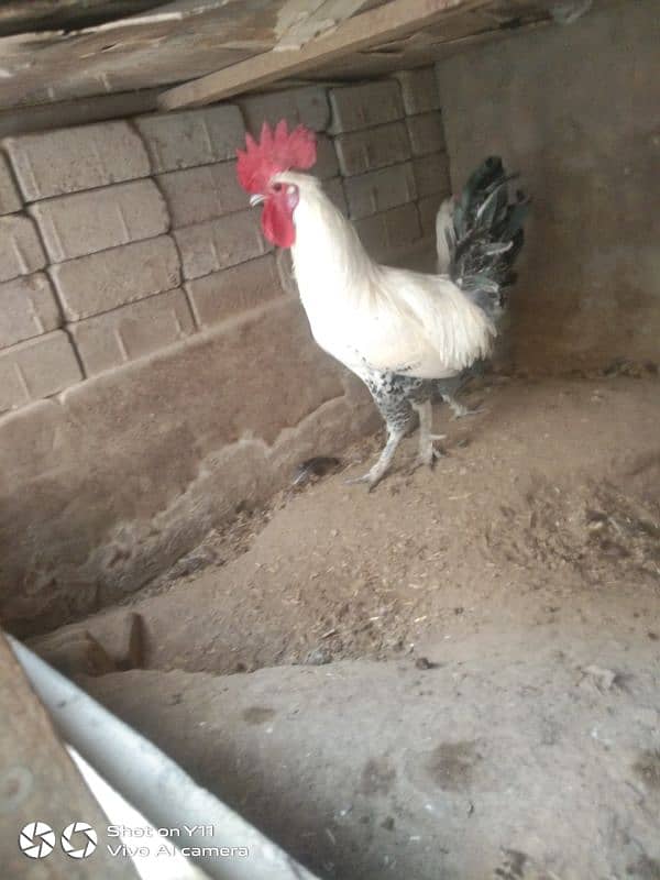 Fumi hen Pair for sale 2