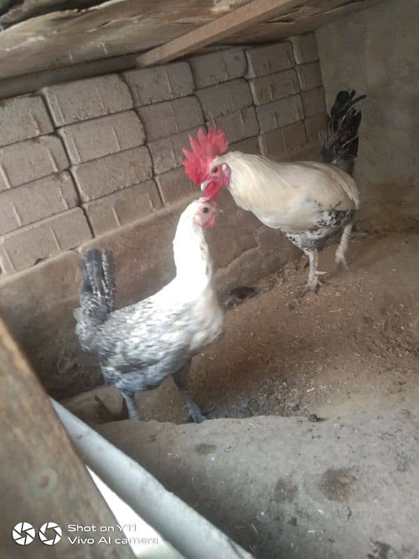 Fumi hen Pair for sale 3