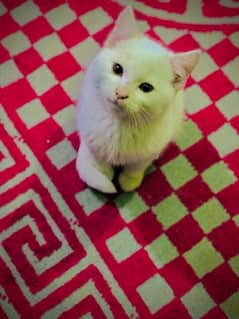 cat for sale home cat very intelligent samji hui ha cat