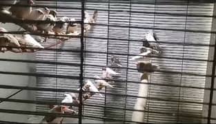 active finches