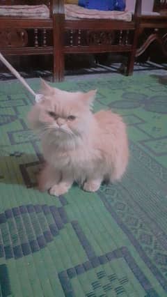 PersianCat