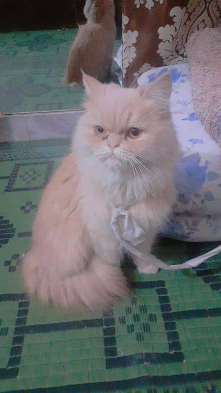 PersianCat 1