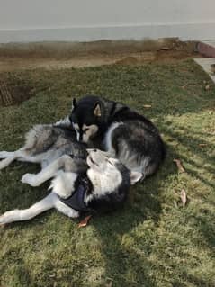 Siberian Husky wolly Coat pair