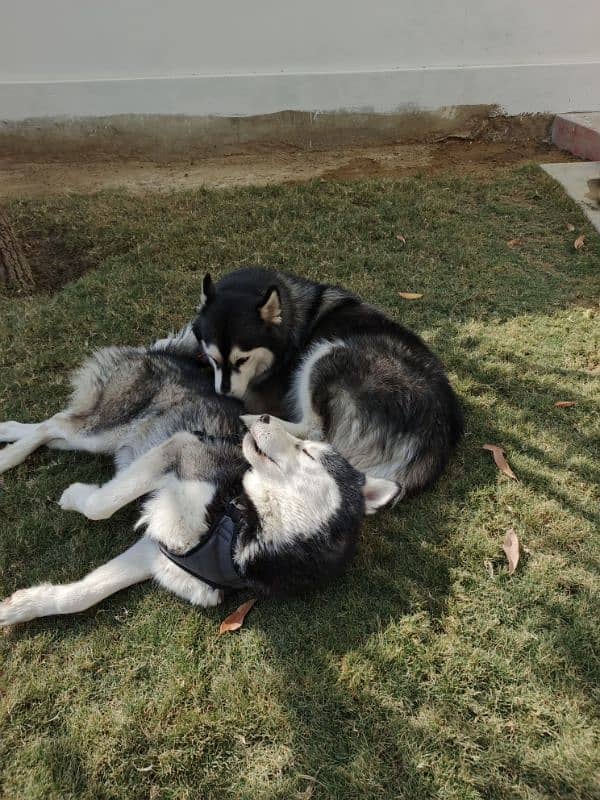 Siberian Husky wolly Coat pair 0