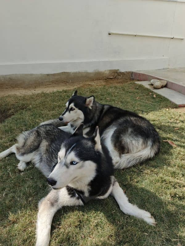 Siberian Husky wolly Coat pair 1