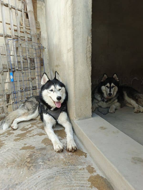 Siberian Husky wolly Coat pair 3