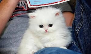 Persian cat for sale