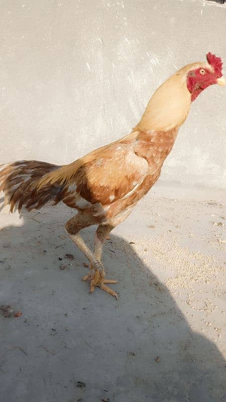 aseel hen for sale 0