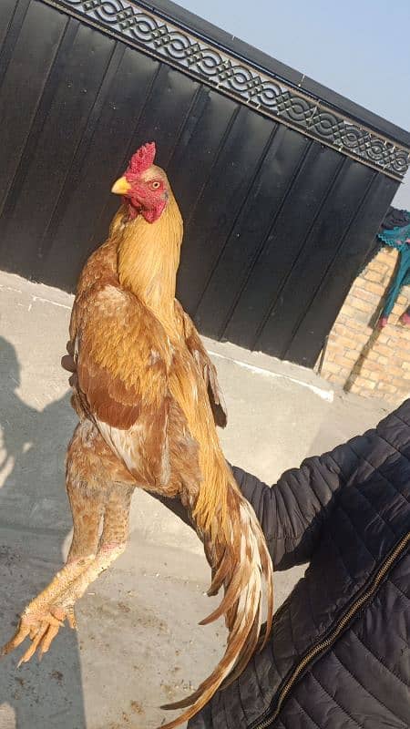 aseel hen for sale 1