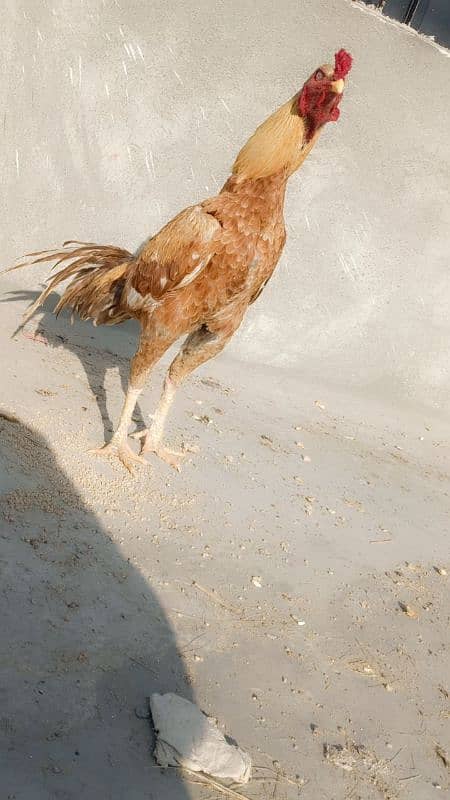 aseel hen for sale 2