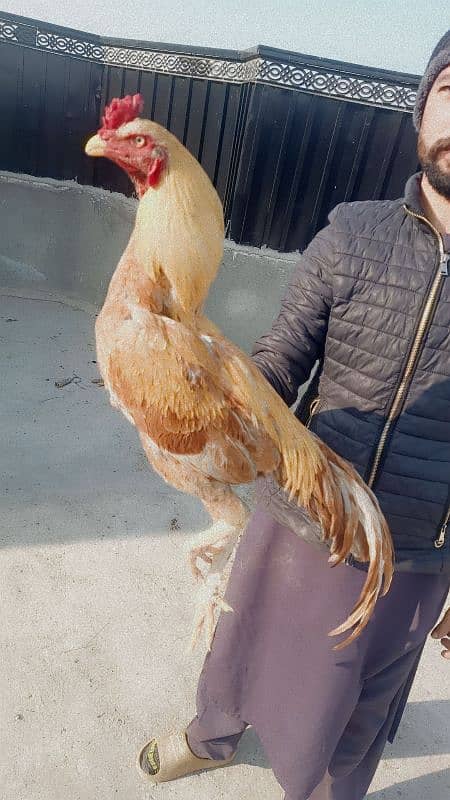 aseel hen for sale 4