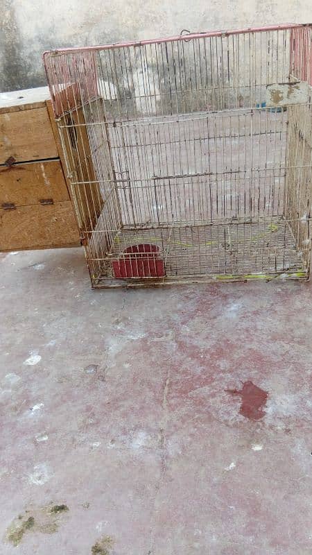 birds cage for sale with box cn 03006373965 1