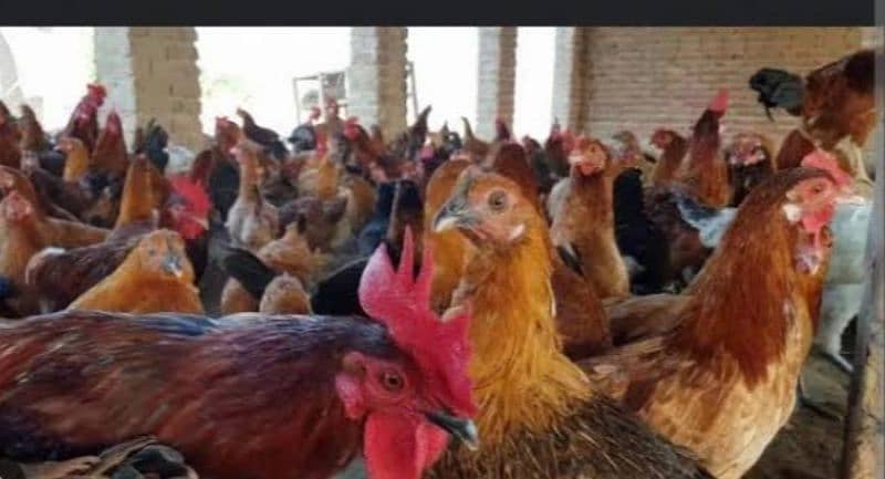 Golden Misri Murghiyan for Sale - Egg Laying (RS. 1200/peace) 1