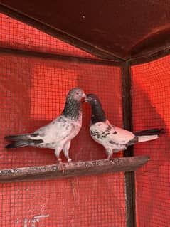 aseel pigeons pair tady cross and kasori pigeons