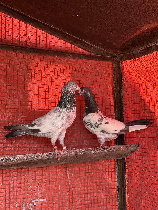 aseel pigeons pair tady cross and kasori pigeons 0