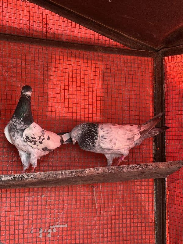 aseel pigeons pair tady cross and kasori pigeons 1