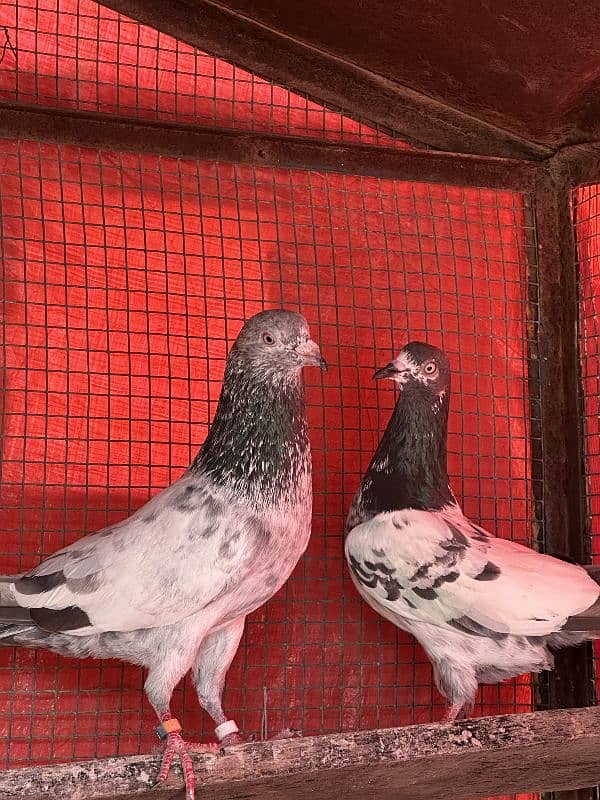 aseel pigeons pair tady cross and kasori pigeons 2