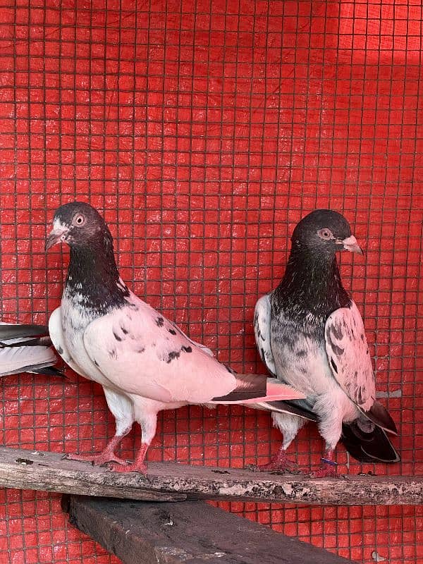 aseel pigeons pair tady cross and kasori pigeons 4