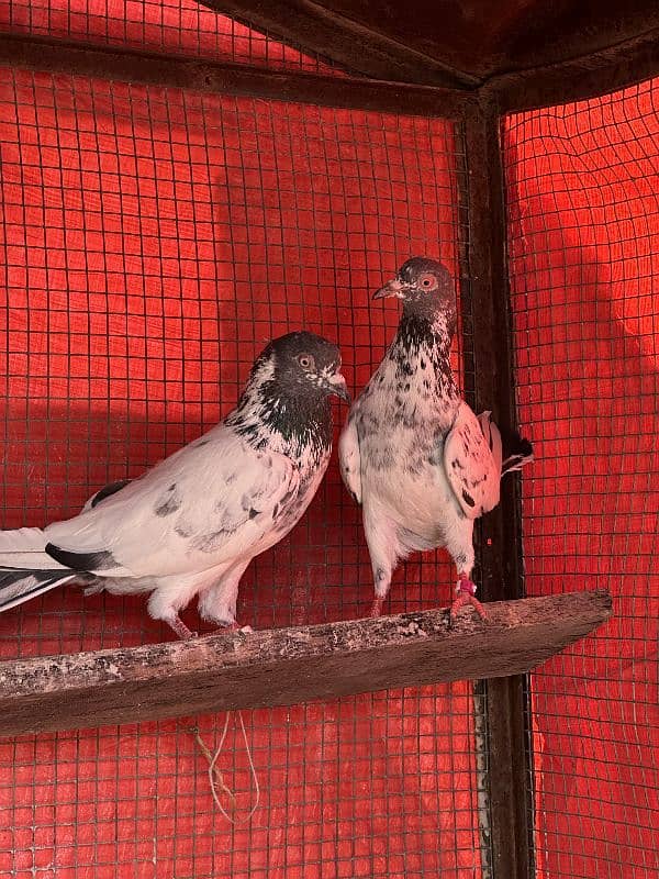 aseel pigeons pair tady cross and kasori pigeons 5