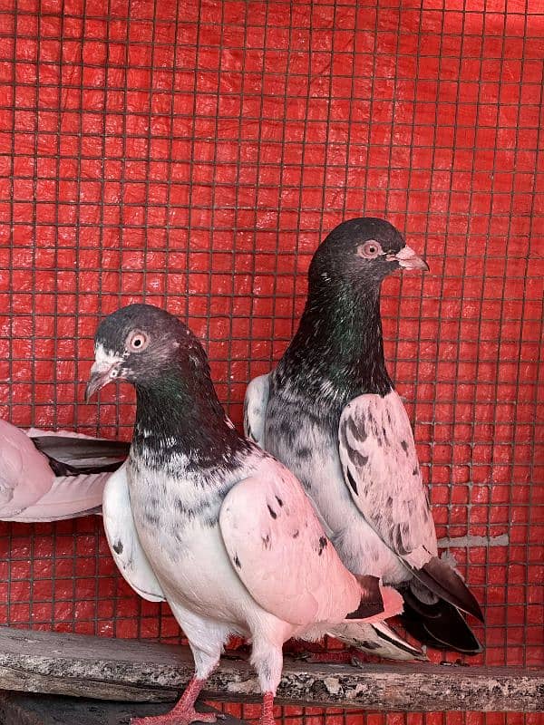 aseel pigeons pair tady cross and kasori pigeons 6