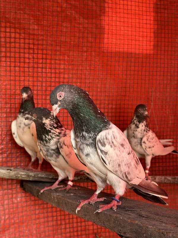 aseel pigeons pair tady cross and kasori pigeons 7