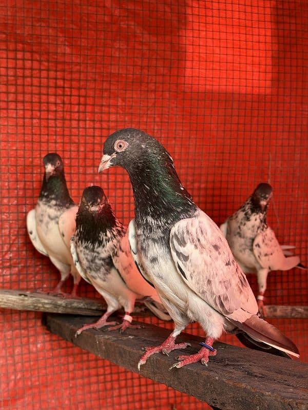 aseel pigeons pair tady cross and kasori pigeons 8