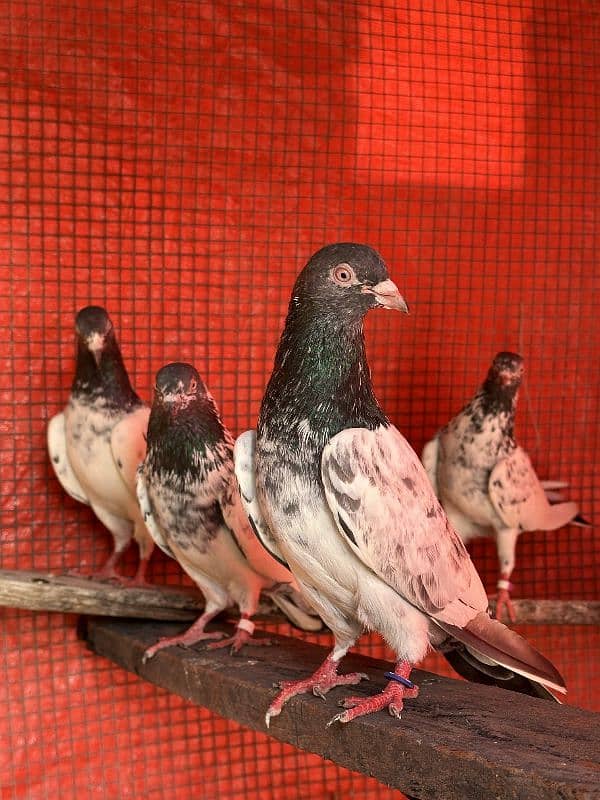 aseel pigeons pair tady cross and kasori pigeons 9