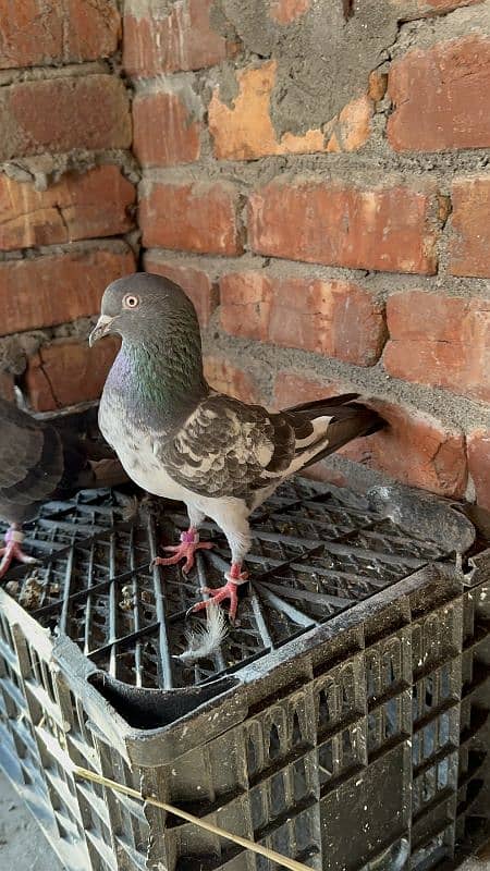 aseel pigeons pair tady cross and kasori pigeons 10